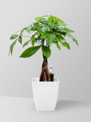 money-tree-plant-02