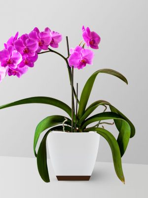 moth-orchids-plant