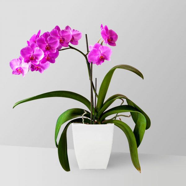 moth-orchid-plant-01