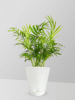 parlour-palm-plant