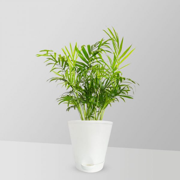 parlour-palm-plant