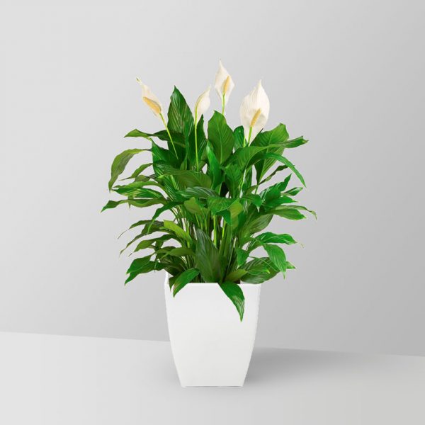 peace-lily-plant-01