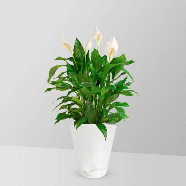 peace-lily-plant