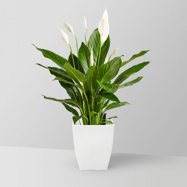 peace-lily-plant-02