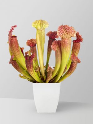 pitcher-plant-01