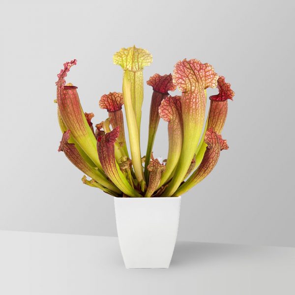 pitcher-plant-01