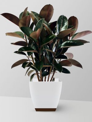 rubber-plant