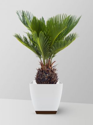 sago-palm-plant