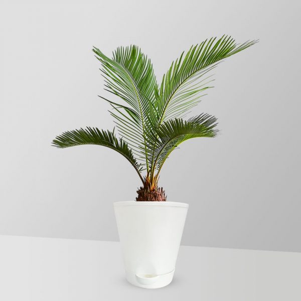 sago-palm-plant