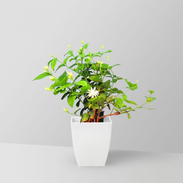scented-jasmine-plant-01