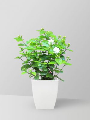 scented-jasmine-plant-02