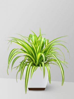 spider-plant