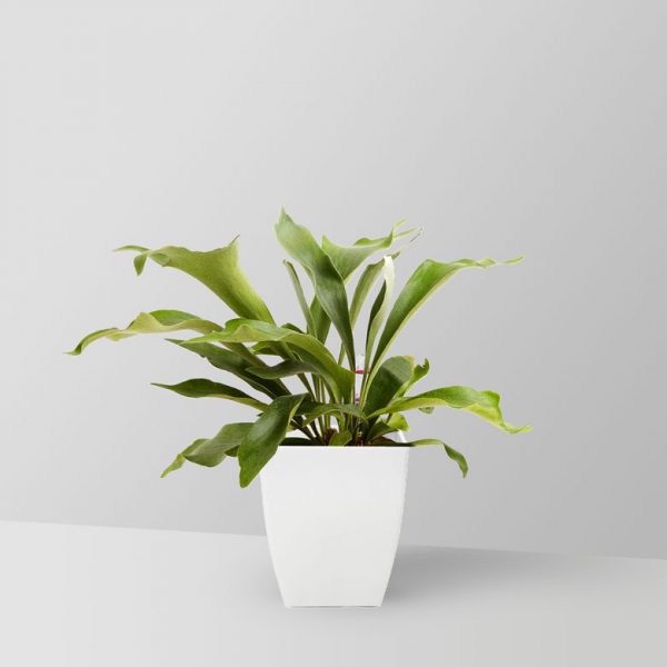 staghorn-fern-plant-02