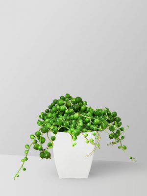 string-of-pearls-plant-01