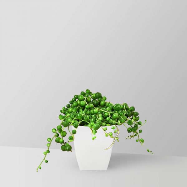 string-of-pearls-plant-01