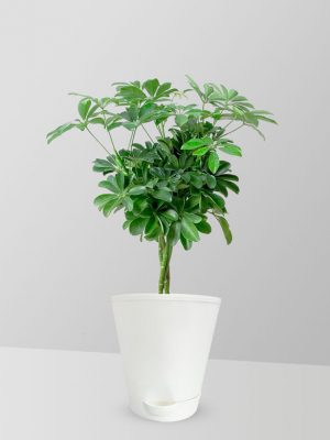 umbrella-plant
