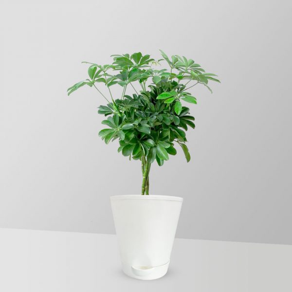 umbrella-plant