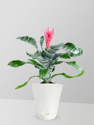 urn-plant