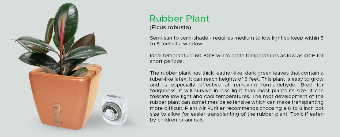 Rubber-Plant-(Pot-Banner)