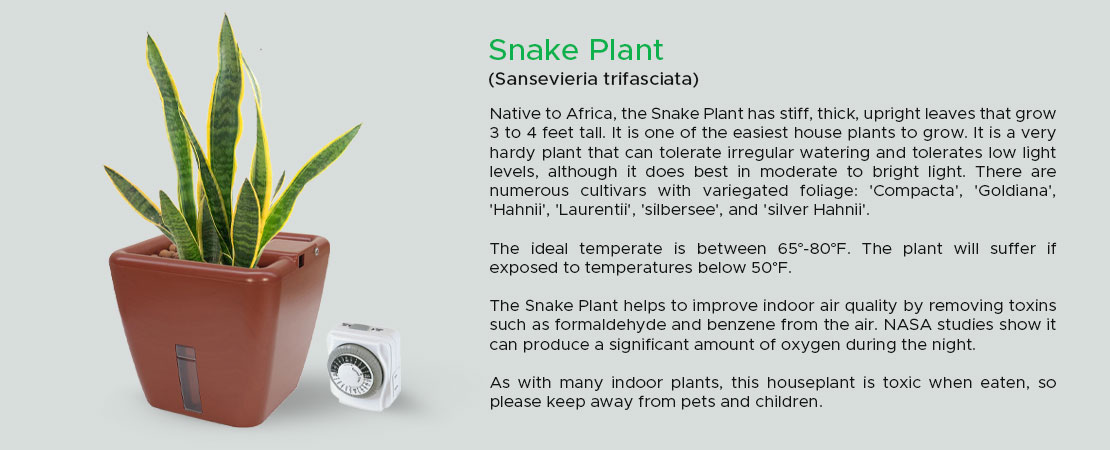 Snake-Plant-(Pot-Banner)
