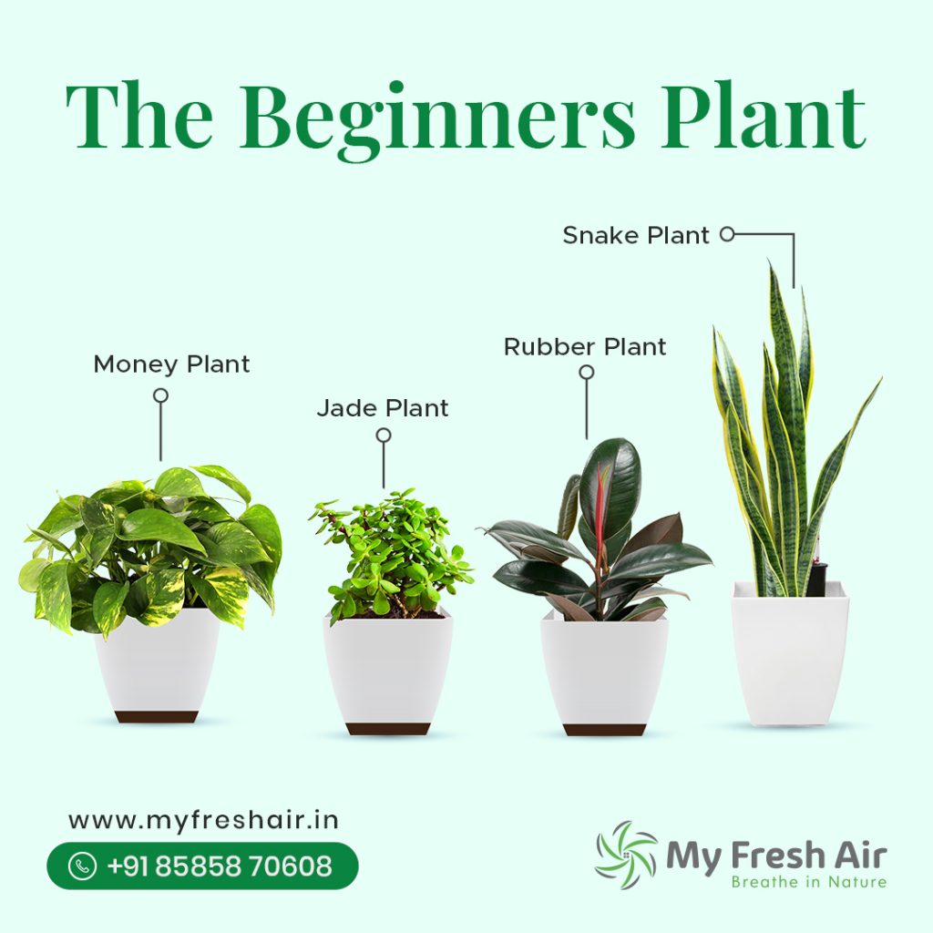 The Beginners Plant